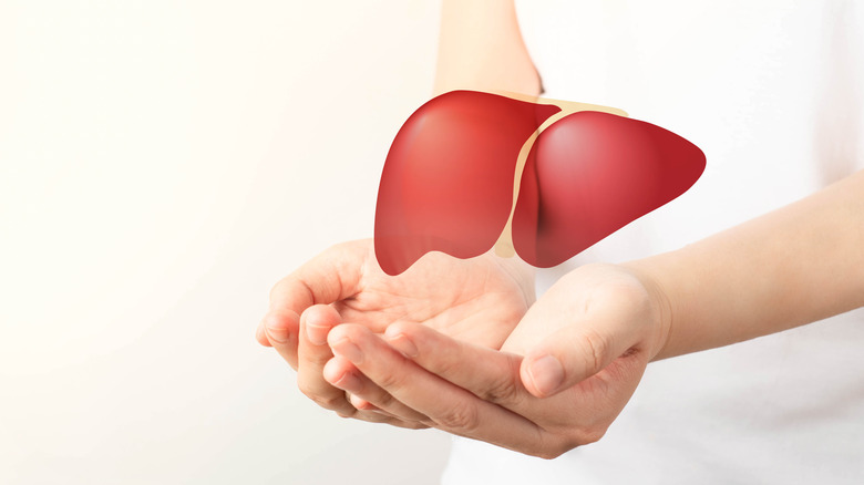 person holding image of healthy liver