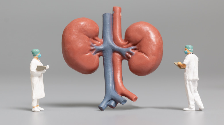 kidneys and mini doctors