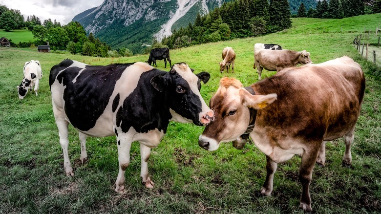 Herd of cows in a field grazing