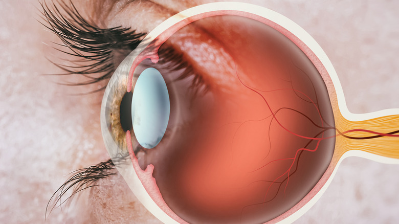 structure of a human eye