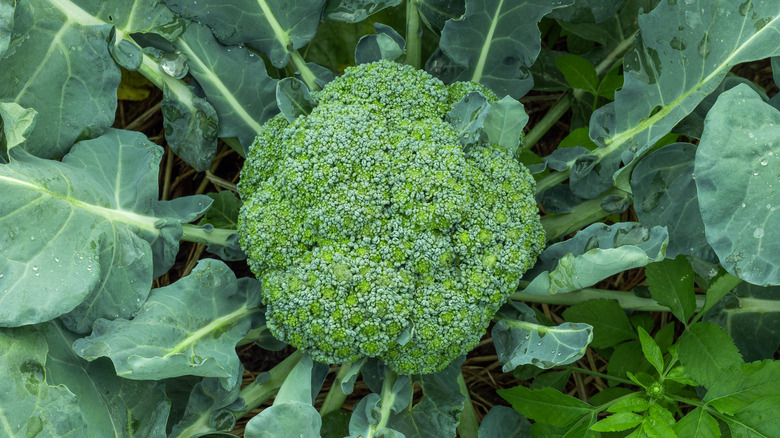 close up shot of fresh broccoli