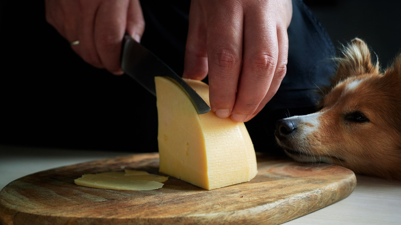 man cutting cheese