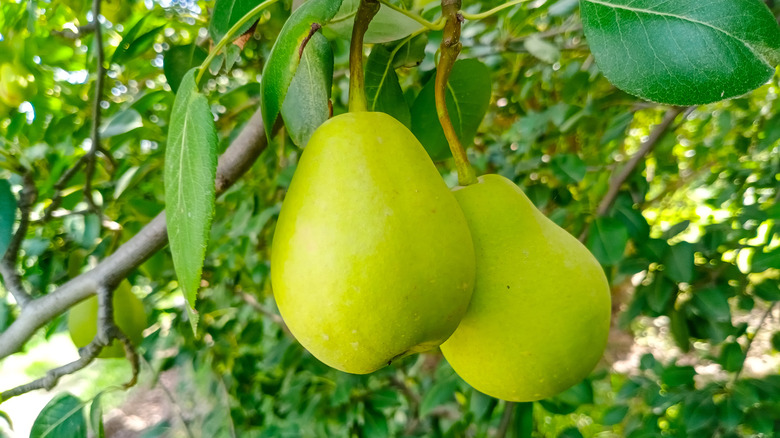 Two pears hanging from a tree