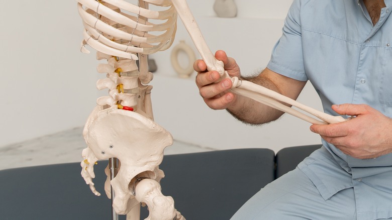 model of skeleton with physiotherapist