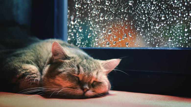 cat sleeping window