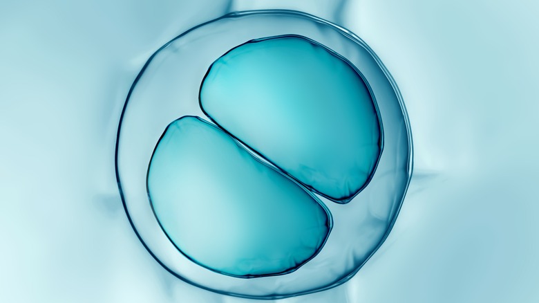  cell dividing into two cells