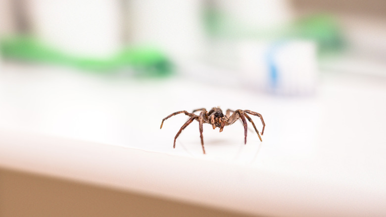 close-up of spider with blurred background