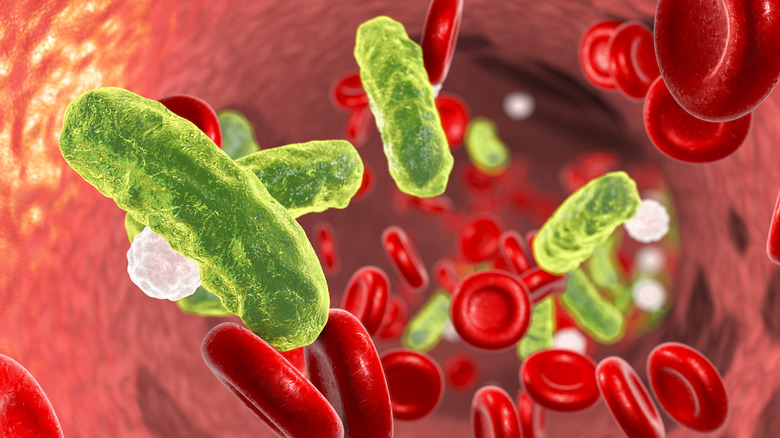 illustration of bacteria in blood
