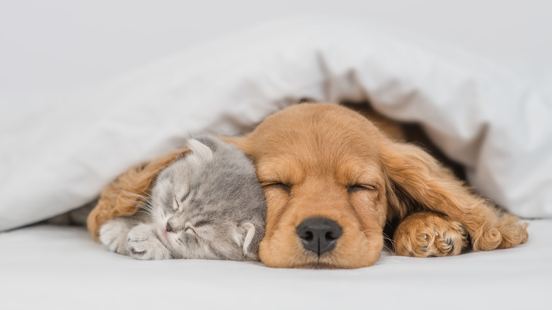 cute cat and dog sleeping