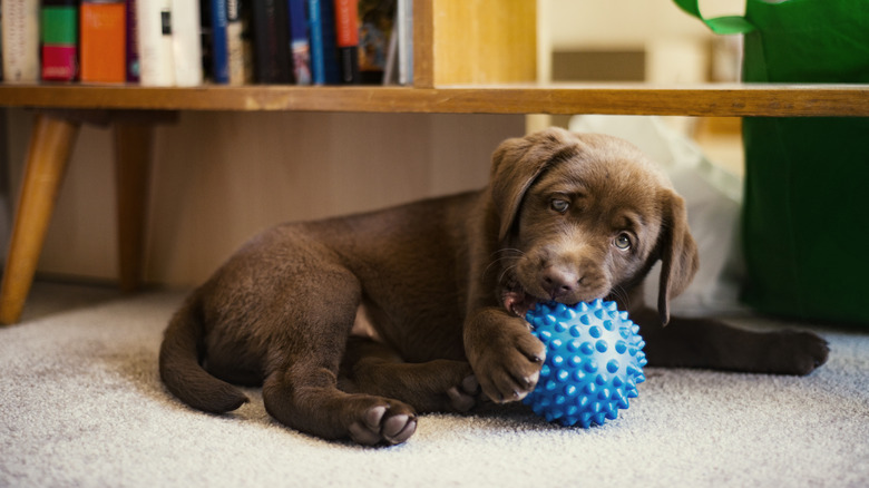 cute puppy chewing a ball