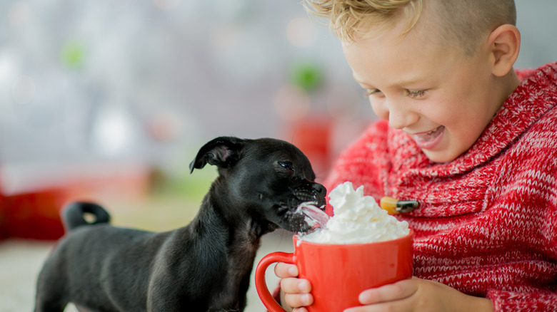 little boy lets his puppy lick whipped cream from his cup