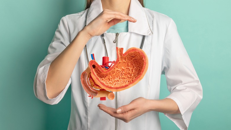 Doctor with stomach. model between her hands