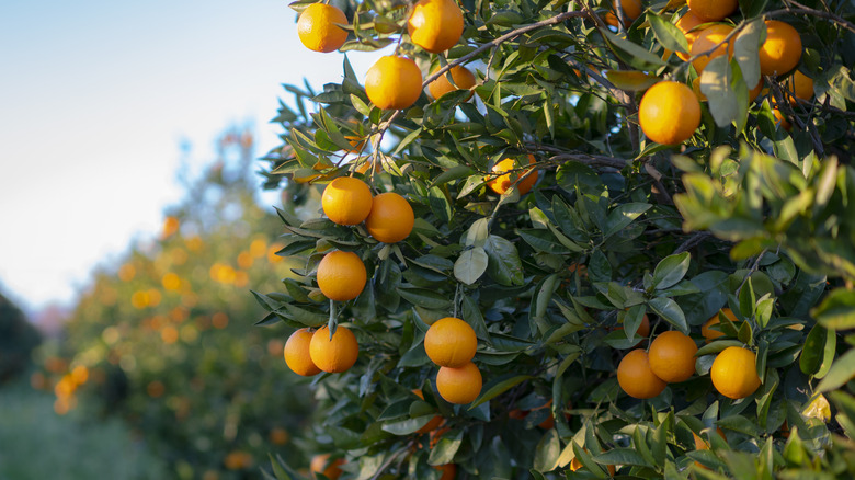 an orange grove