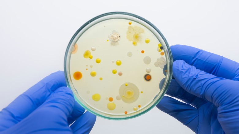 Scientist holding Petri dish in hand