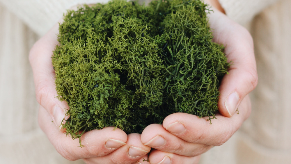 person holding moss in both hands