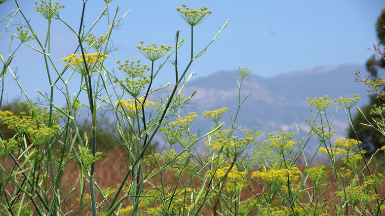 flowering fennel growing in wild landscape