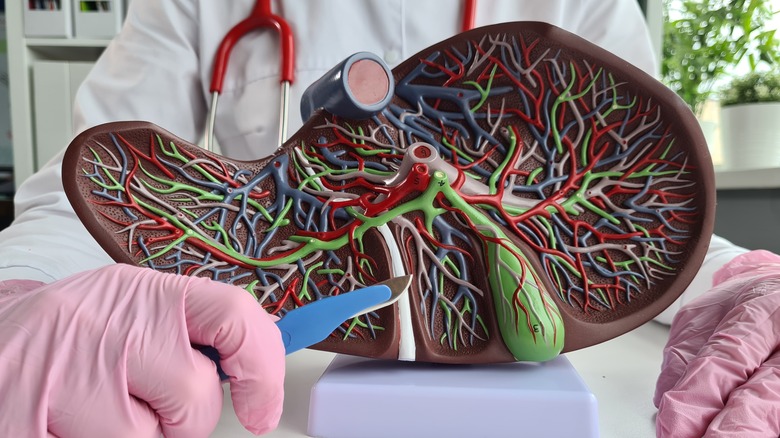 doctor pointing to liver model