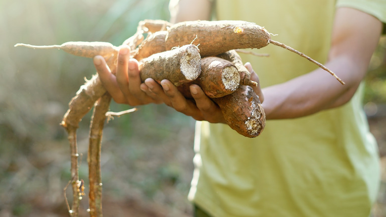 Woman holding cassava roots