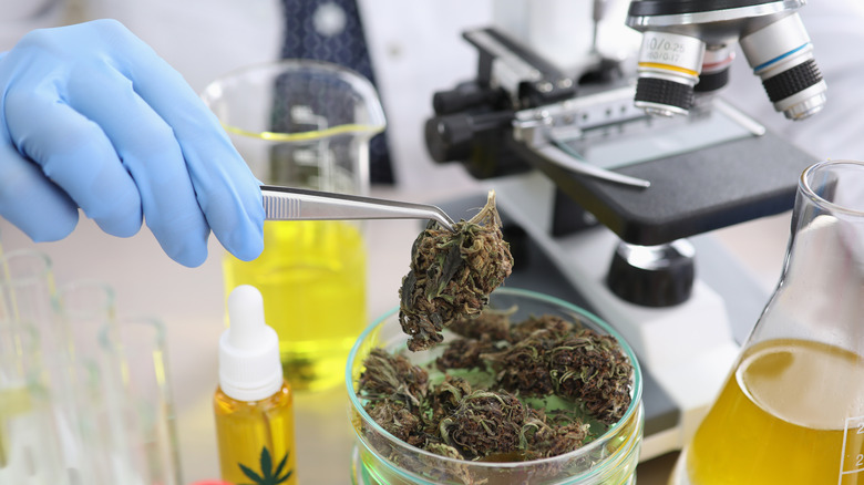 Gloved hand grasping cannabis with tweezers