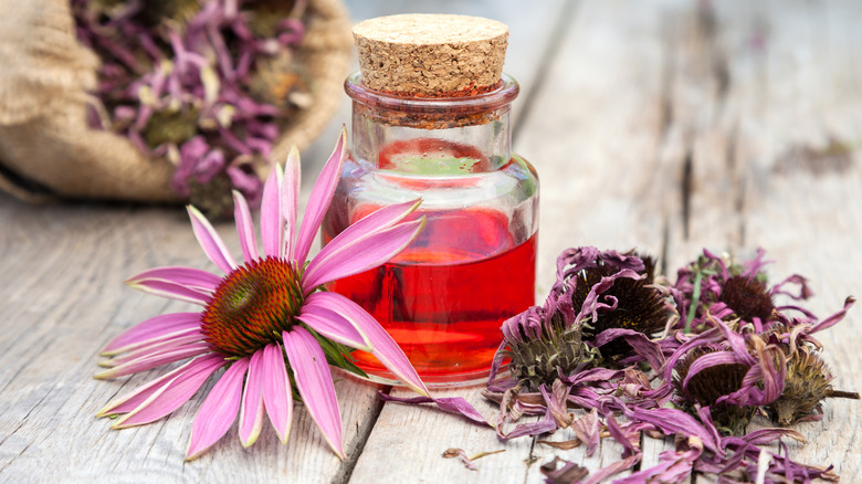 echinacea flowers and essential oil