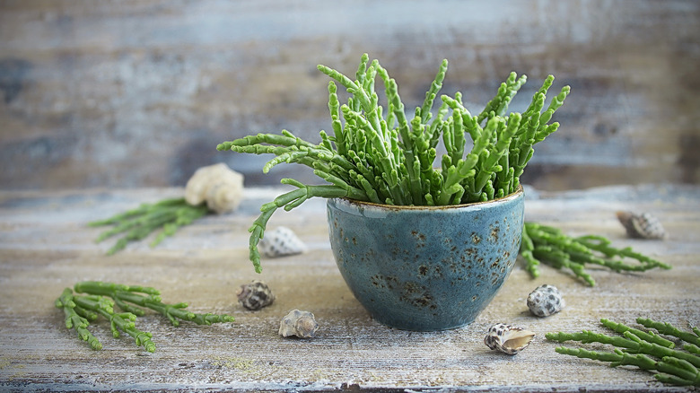 Image of sea asparagus (fresh Salicornia) in a bowl