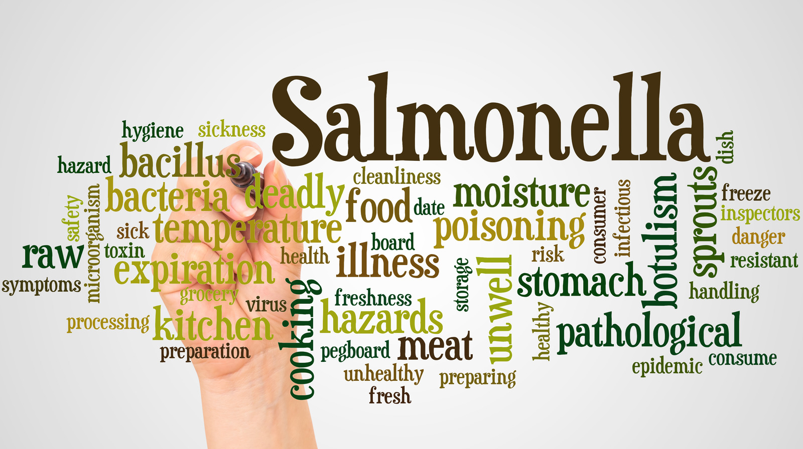 What Is Salmonella And How Do You Get It?