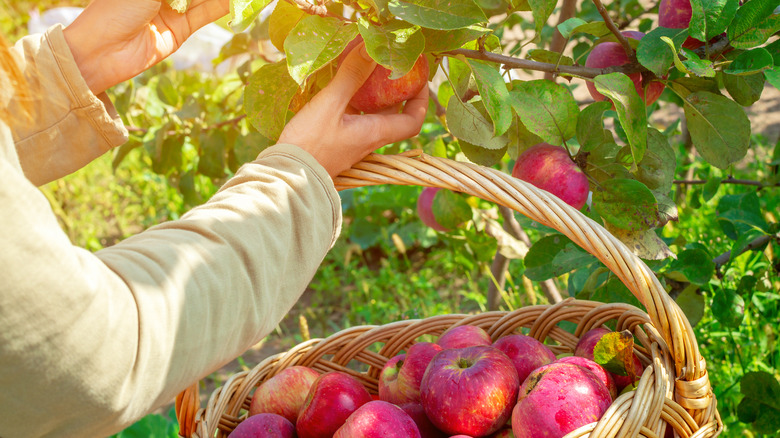 Person's hand picking apples