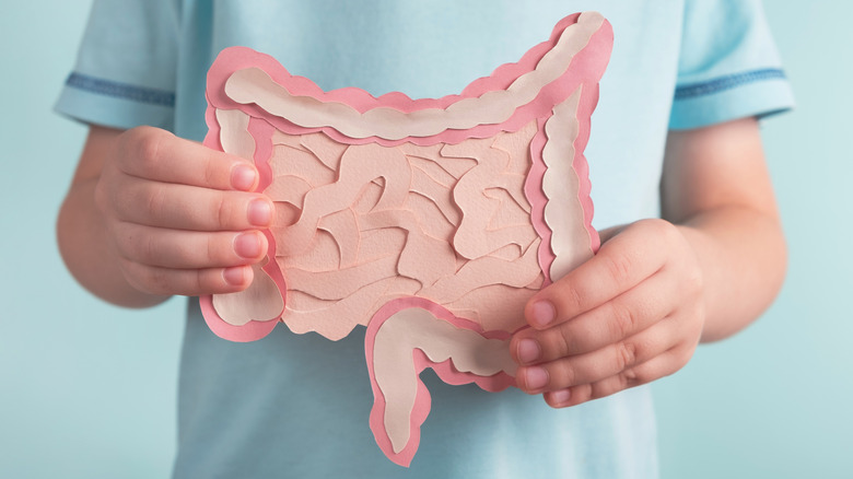 person holding a diagram of a colon