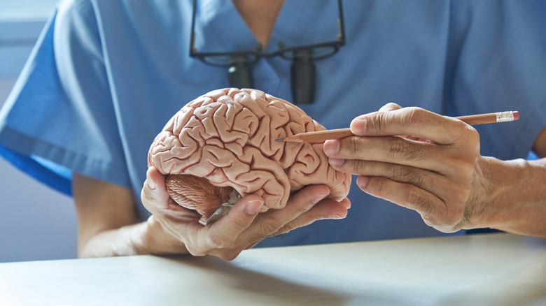 doctor holding human brain model