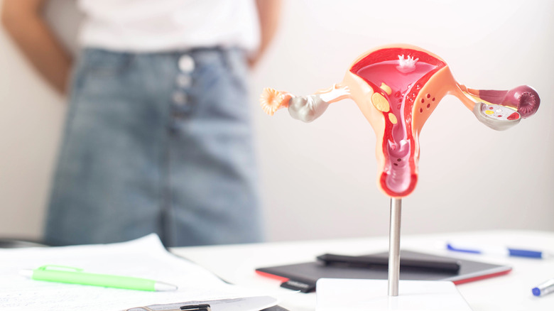 Female reproductive system model