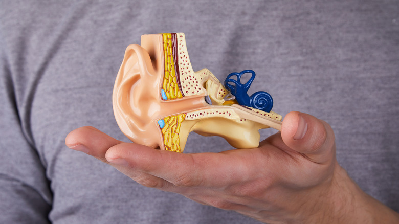 Man holding human inner ear model