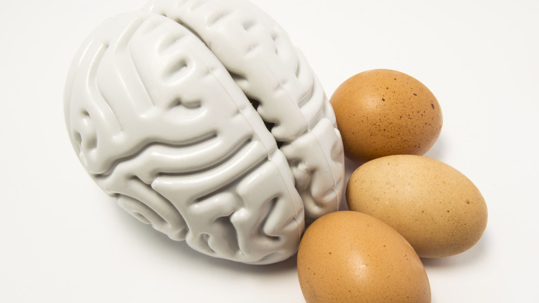 three eggs next to model brain