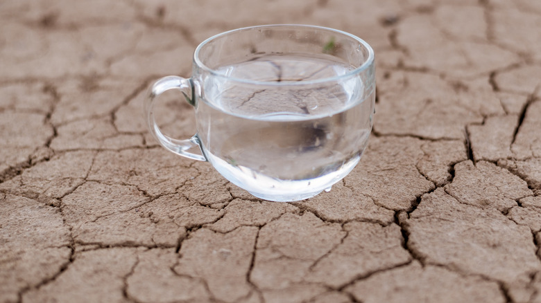 A cup of water on dry soil