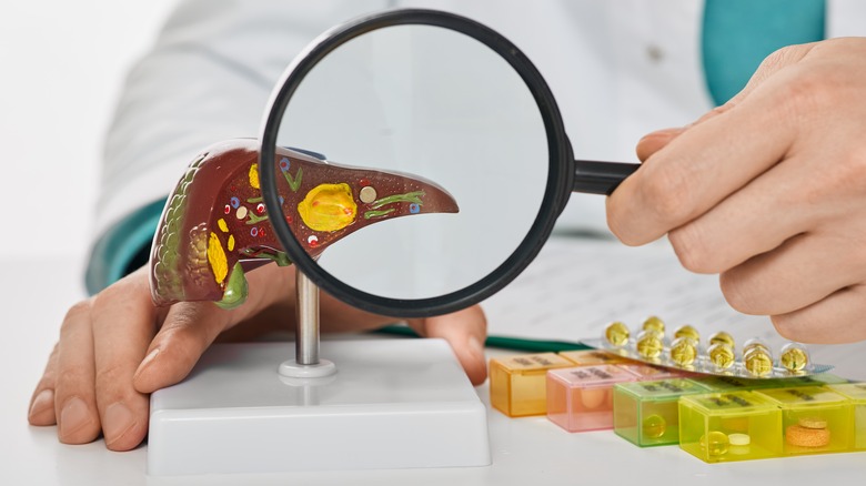 doctor magnifying liver model