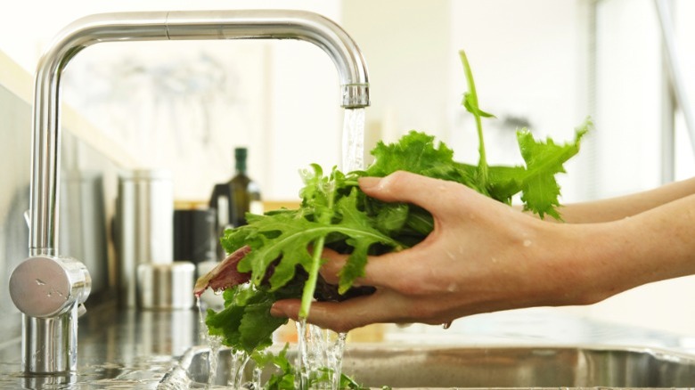 close-up hands rinsing leafy greens