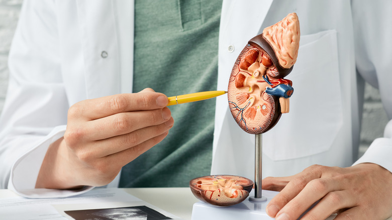 Urologist pointing at model of a kidney