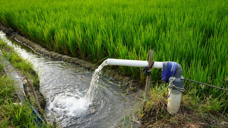 Water draining into rice field