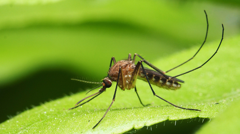 A female mosquito on a leaf