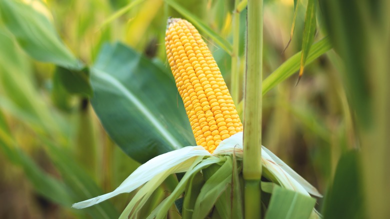 Corn plant with exposed ear