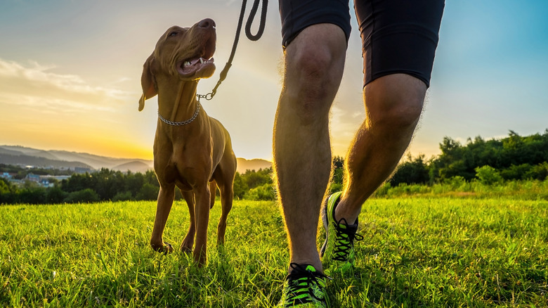 person walking dog outdoors