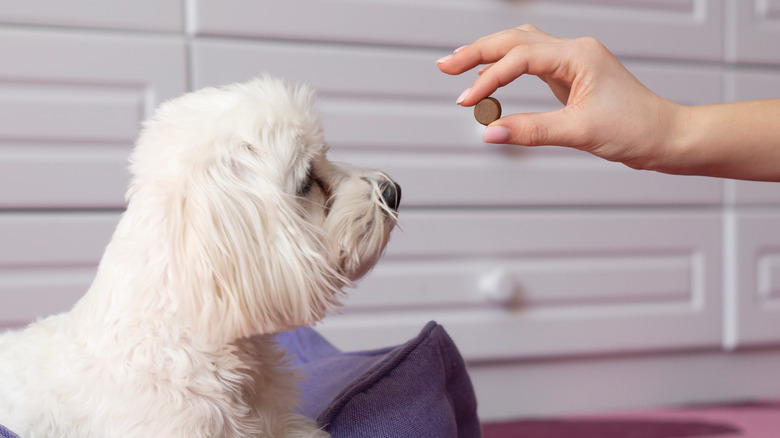 Pet maltese receiving medication from owner