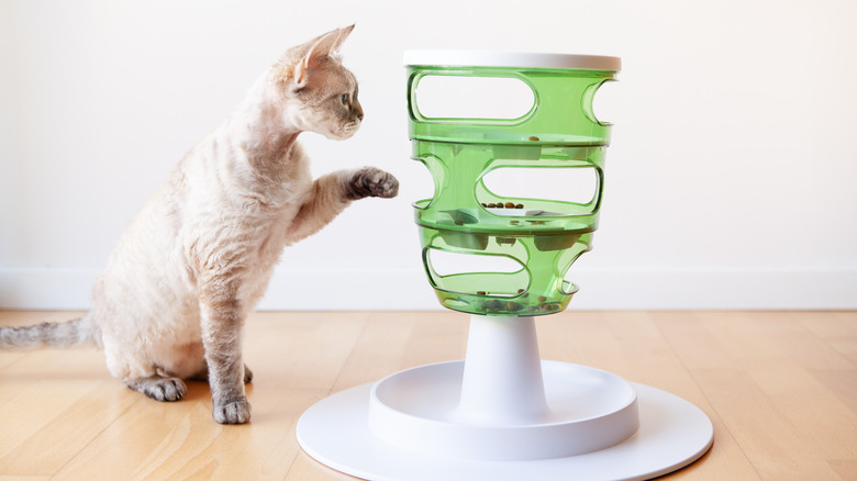 cat playing with food dispenser