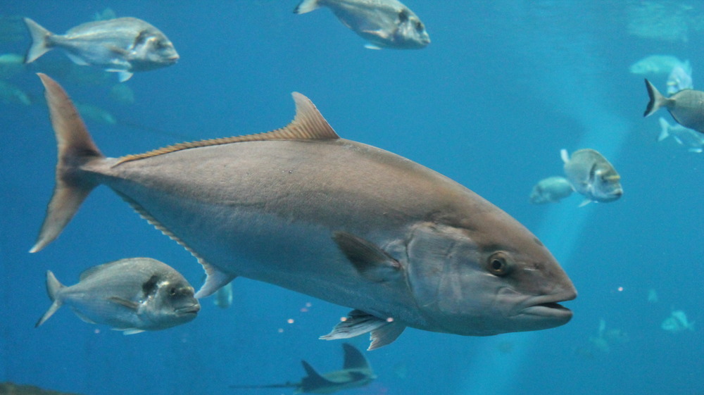 Live tuna fish swimming in the ocean