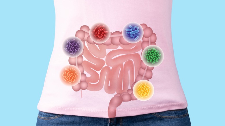 illustration showing gut bacteria