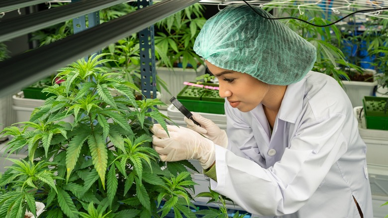 A scientist working with cannabis plants