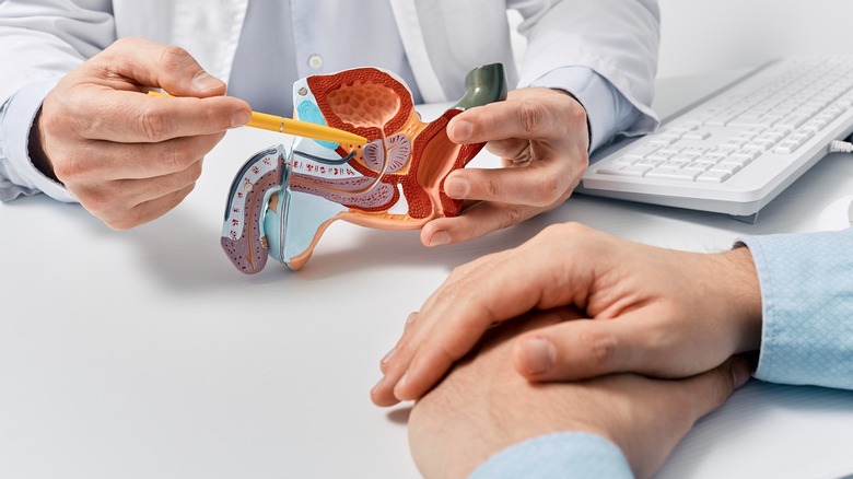 A doctor showing a model of the prostate to a patient