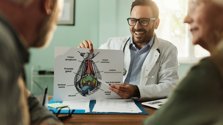 doctor showing prostate diagram to patient