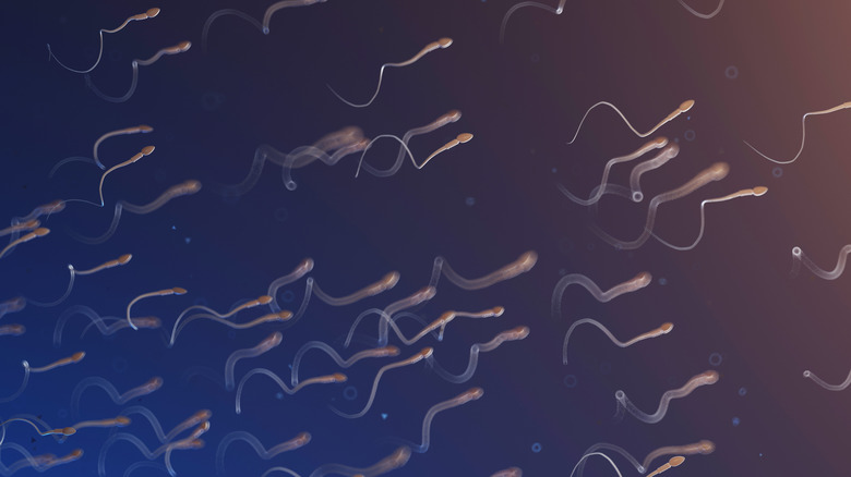 Sperm health concept