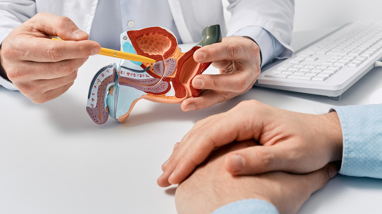 Doctor showing the prostate on male anatomical model