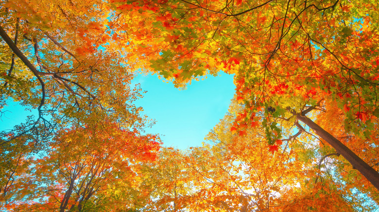 autumn trees with heart